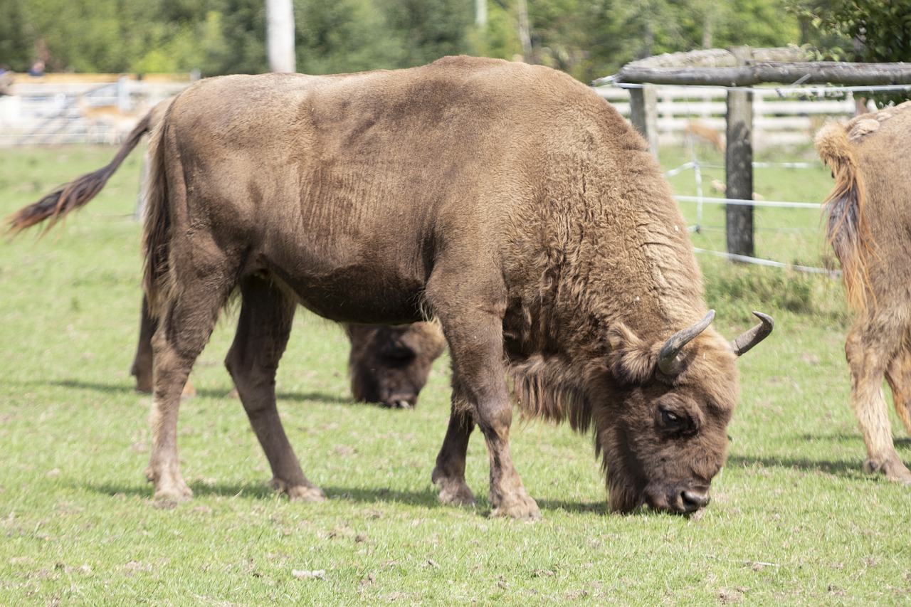 bison  wildlife  park free photo