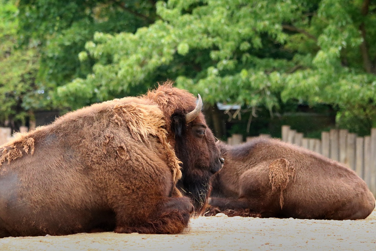 bison  animal  corners free photo