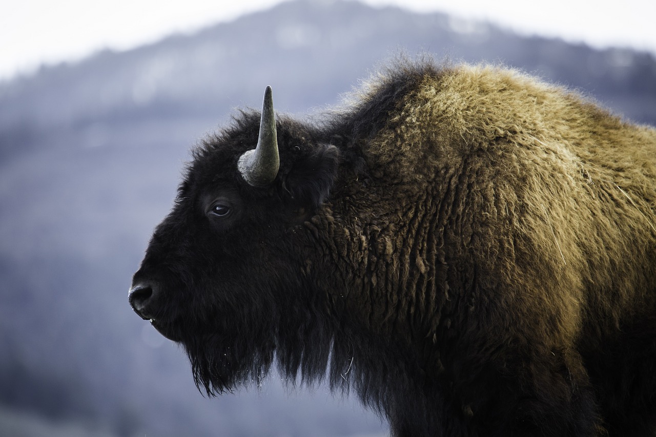 bison  buffalo  animal free photo
