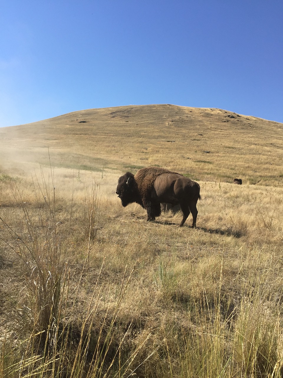 bison  yellowstone  buffalo free photo