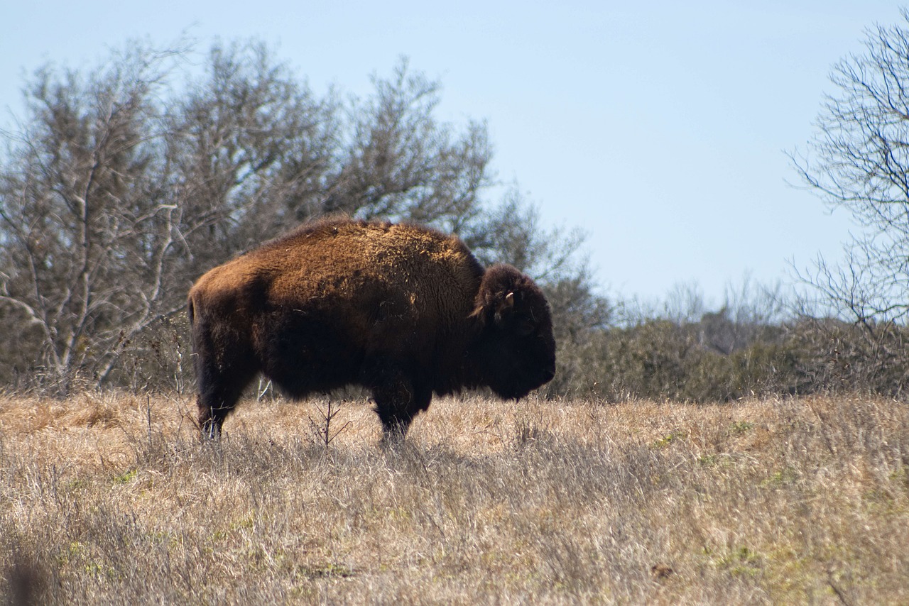 bison  animal  horns free photo