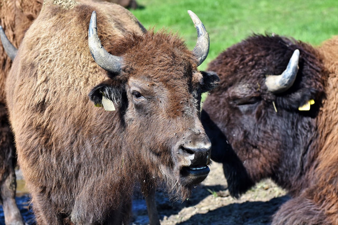 bison  buffalo  horns free photo