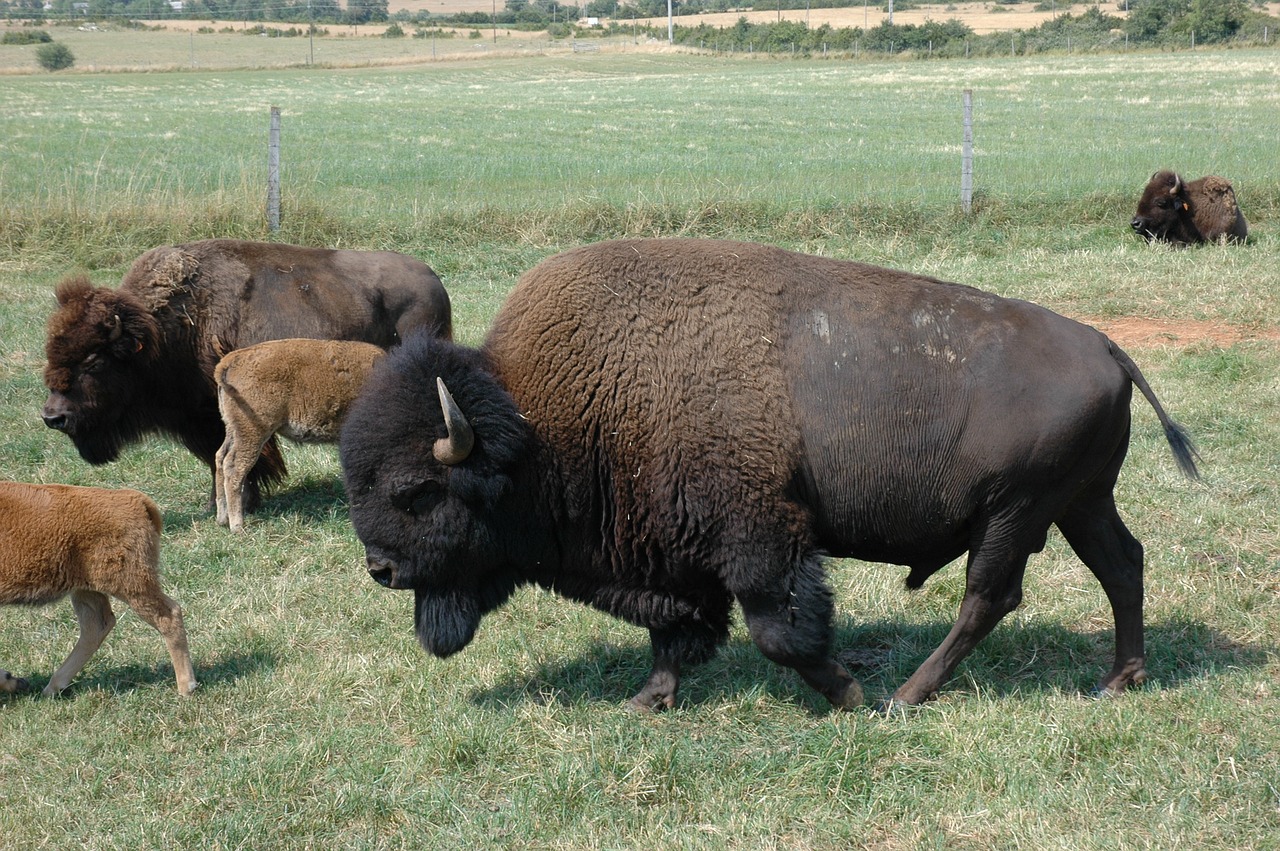 bison  breeding  prairie free photo
