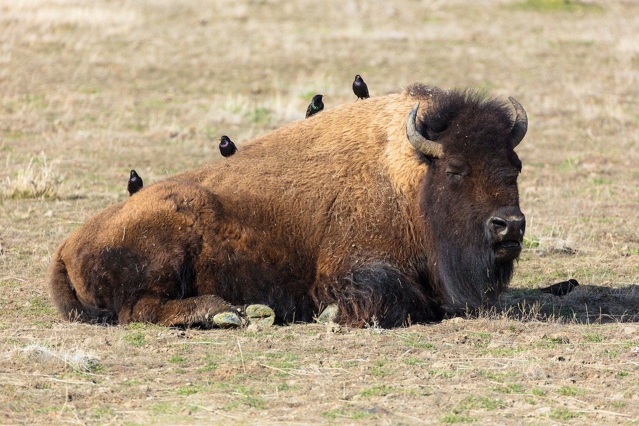 bison  buffalo  american free photo