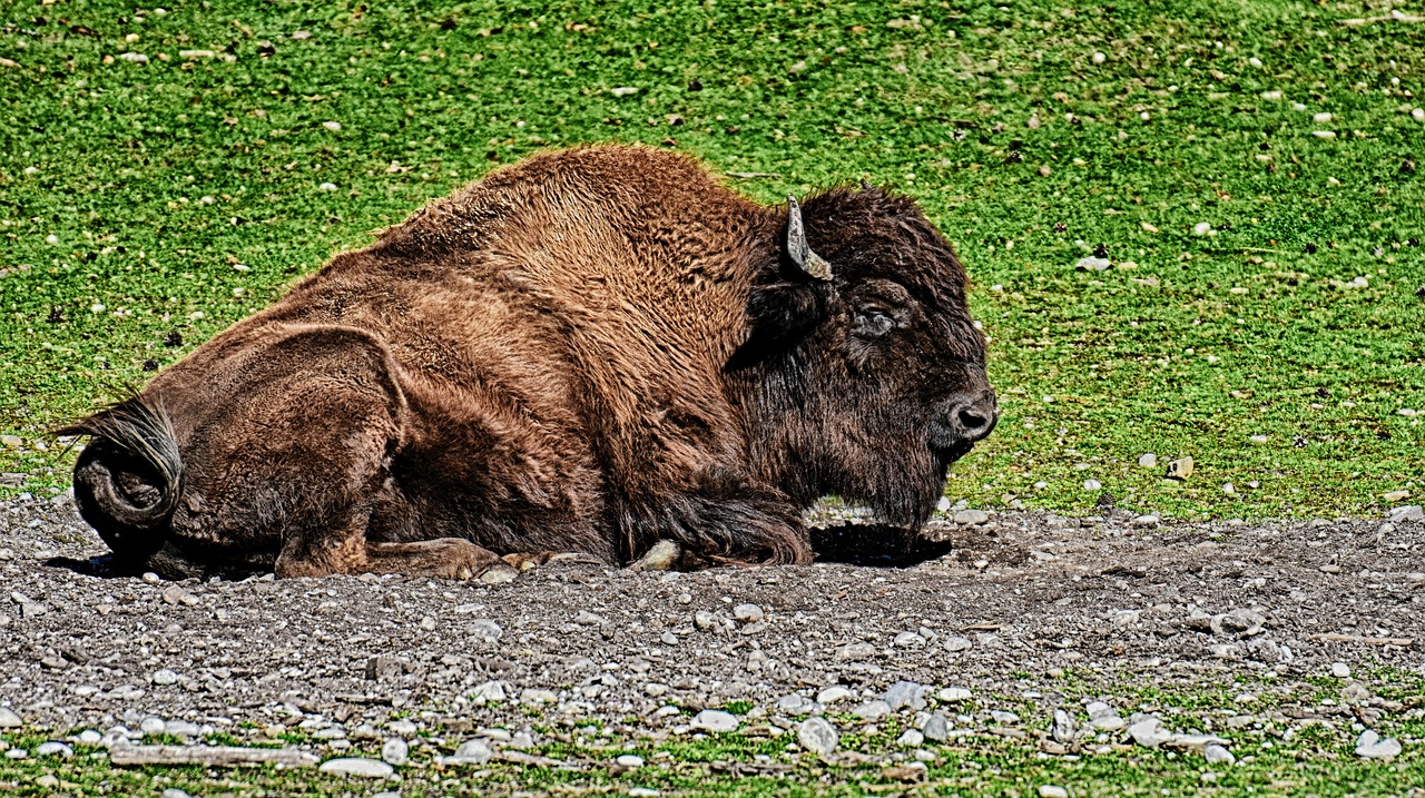 bison  wild animal  animal world free photo