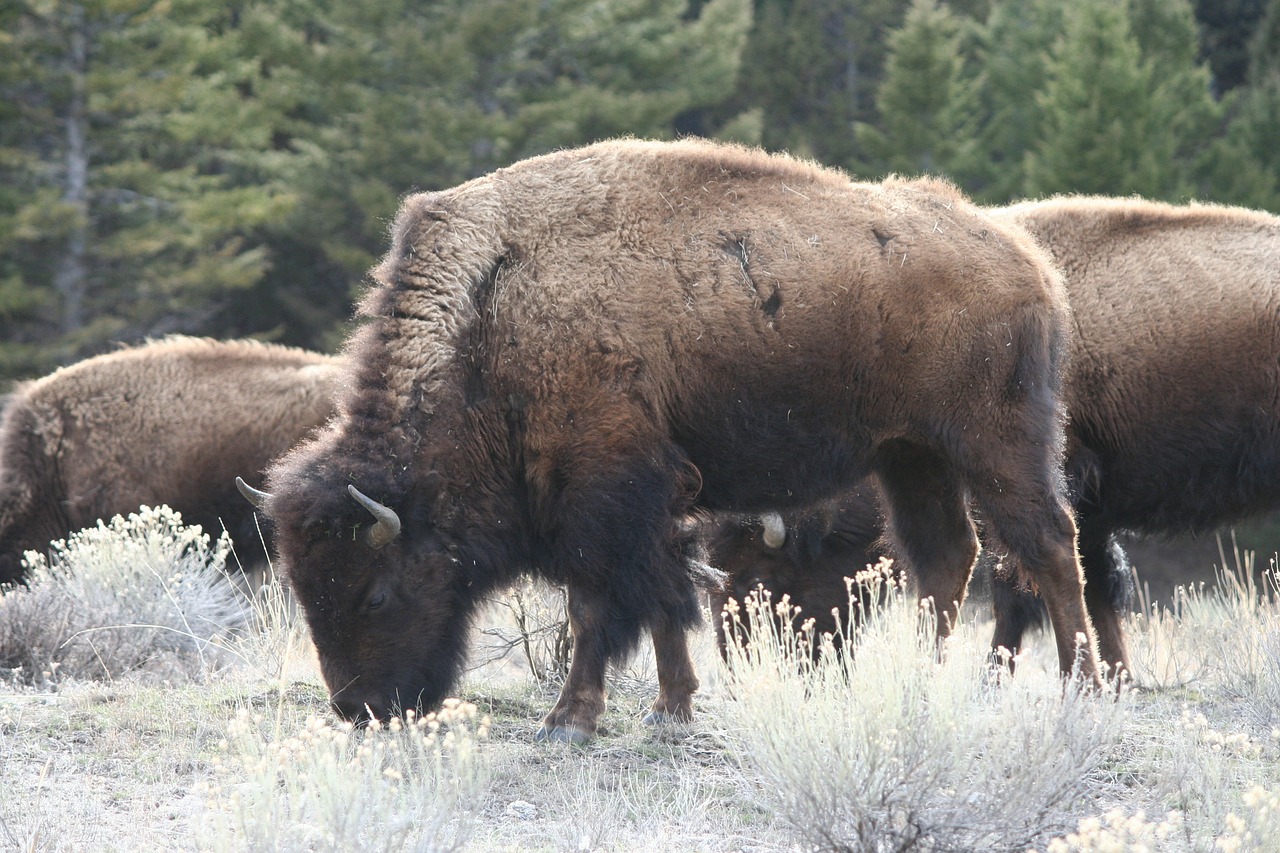 bison buffalo yellowstone free photo