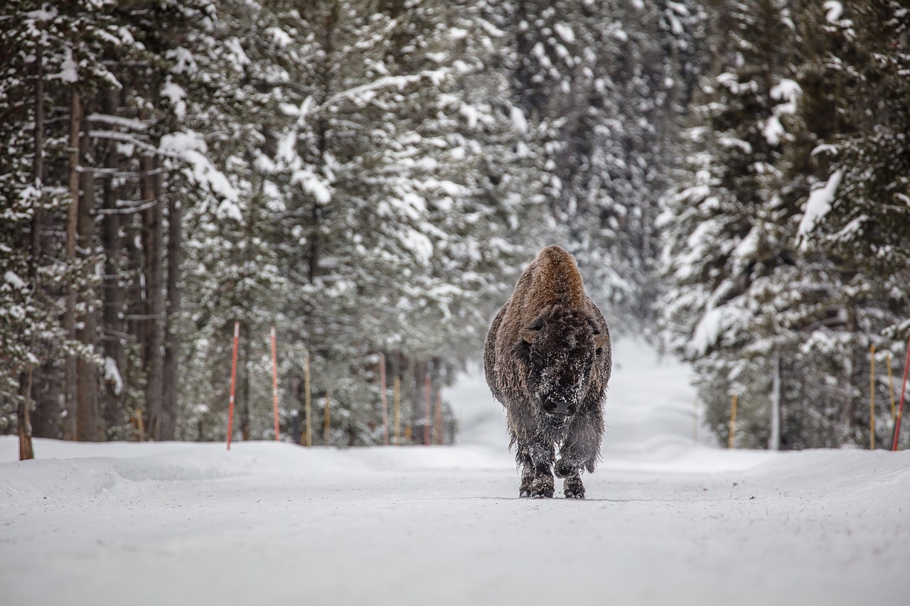 bison  buffalo  bull free photo