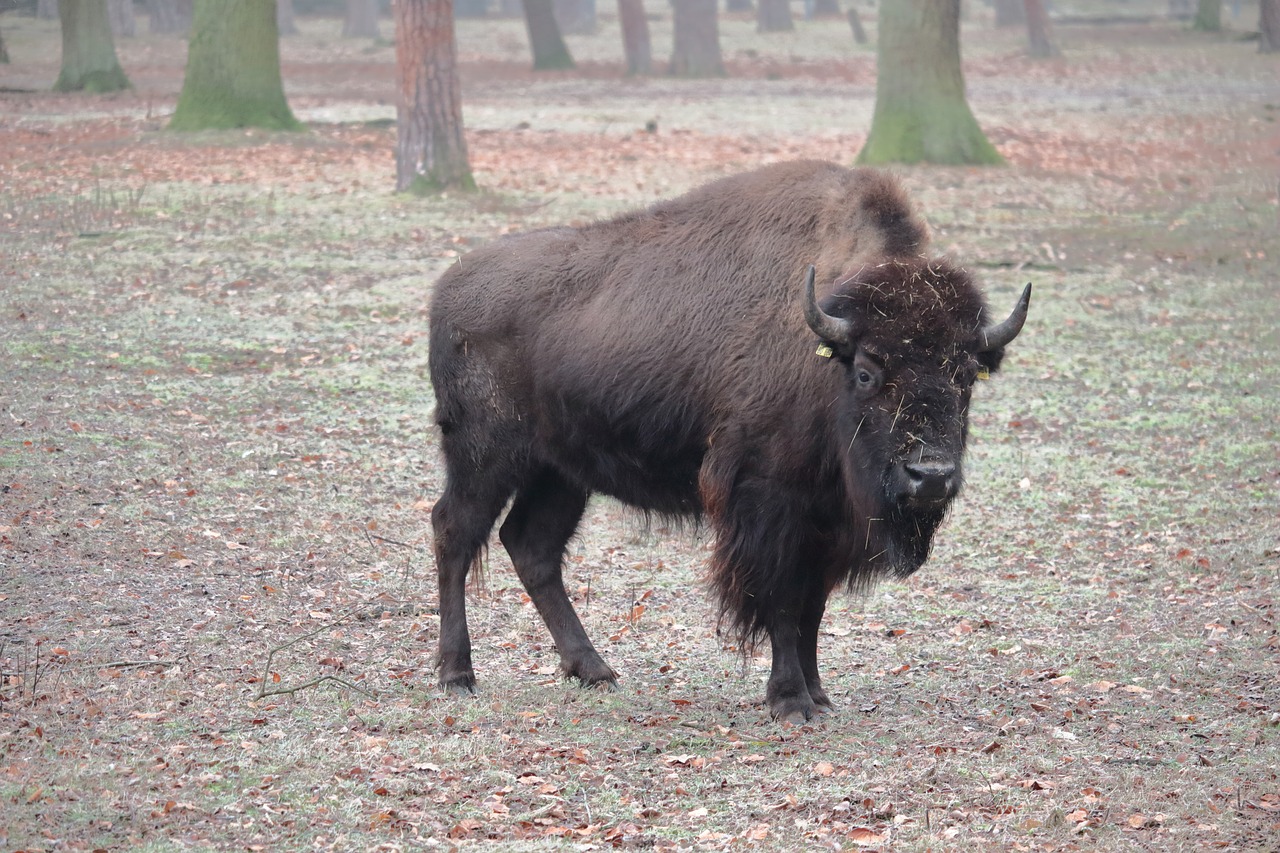 bison  forest  animal free photo