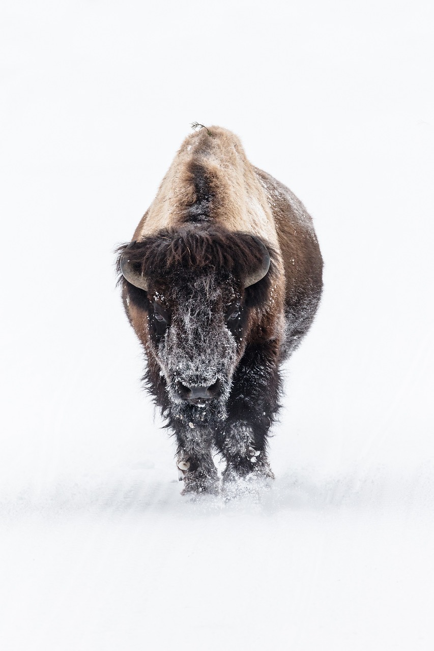 bison  buffalo  snow free photo