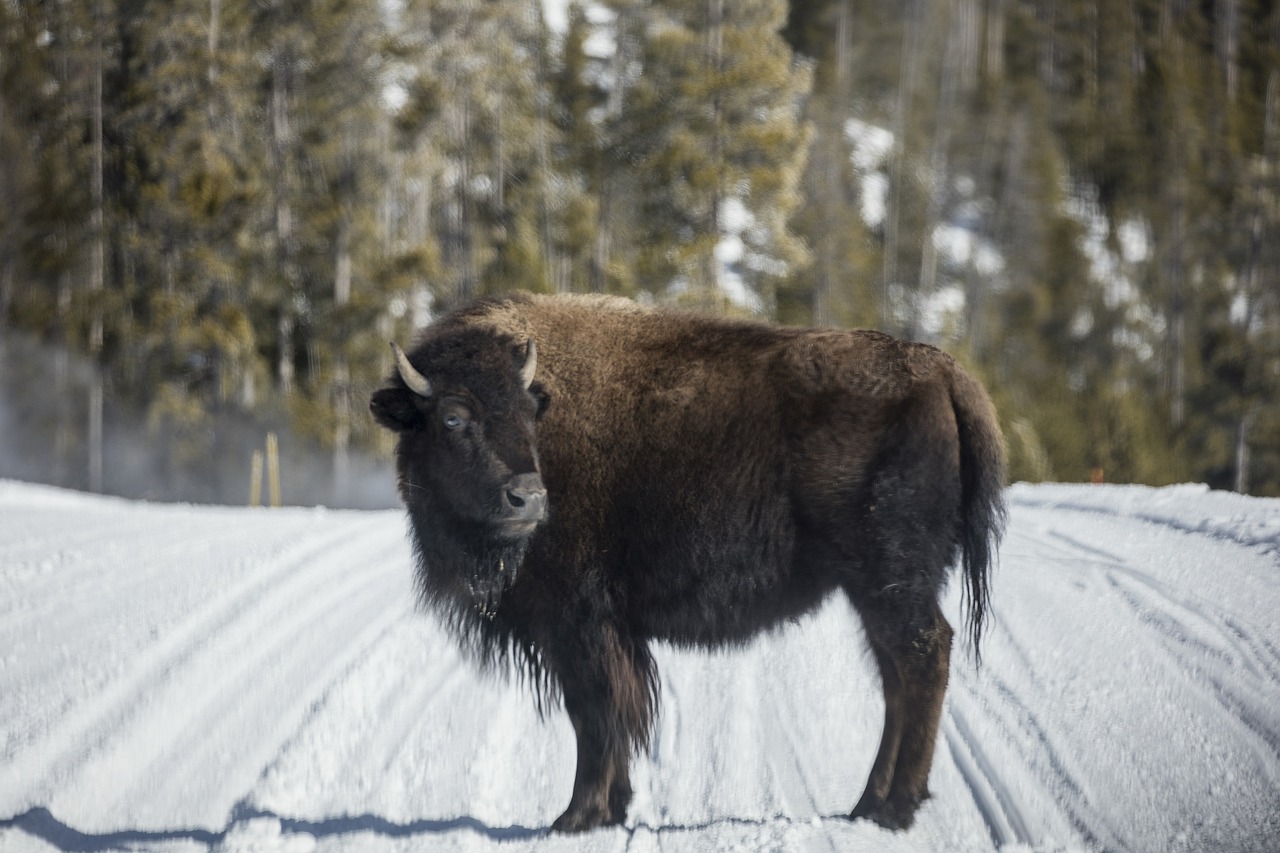 bison  buffalo  snow free photo