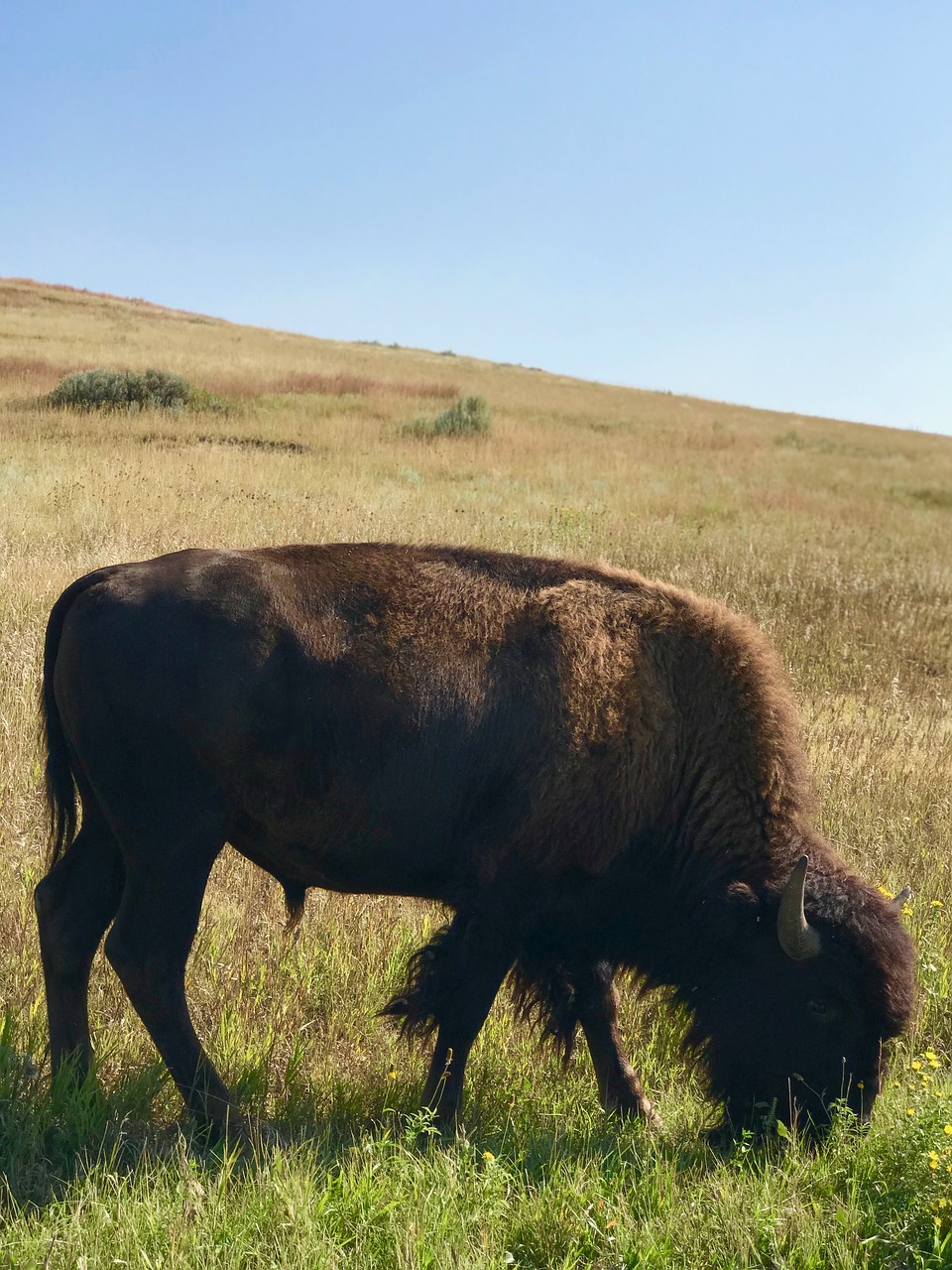 bison  wild bison  theodore roosevelt national park free photo