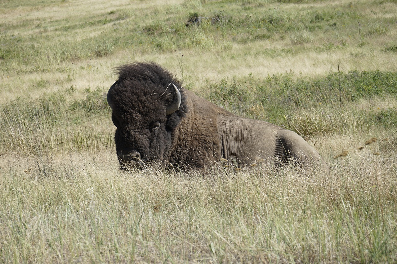 bison  national bison refuge  charlo montana free photo