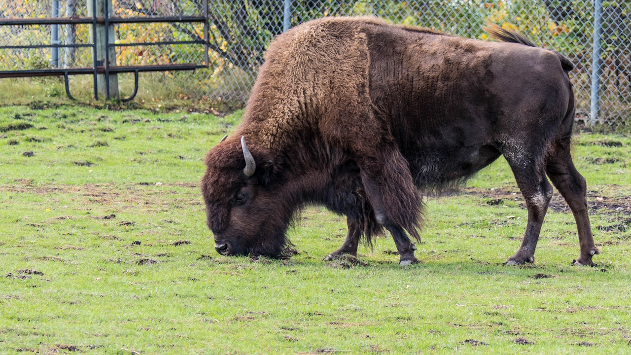 bison  buffalo  big beast free photo