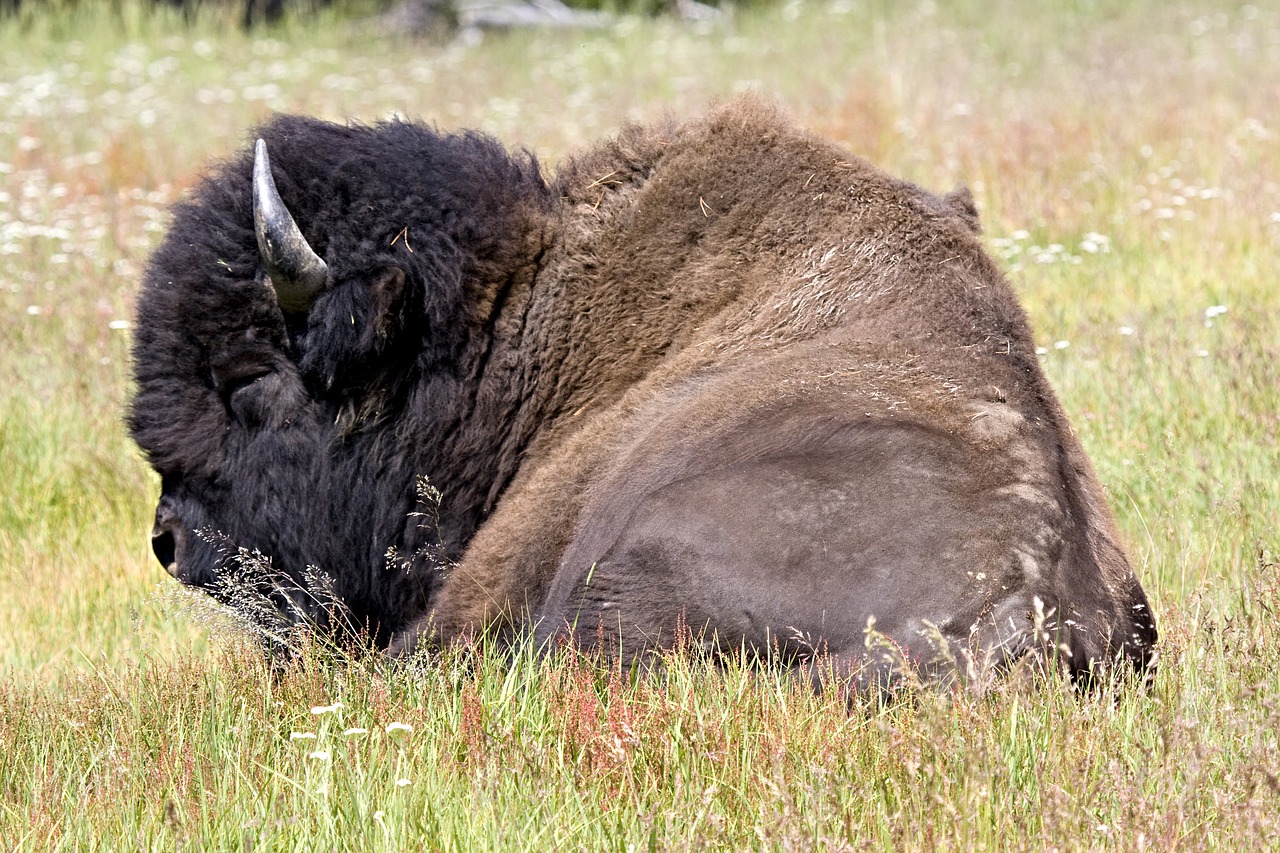 bison  buffalo  lying down free photo