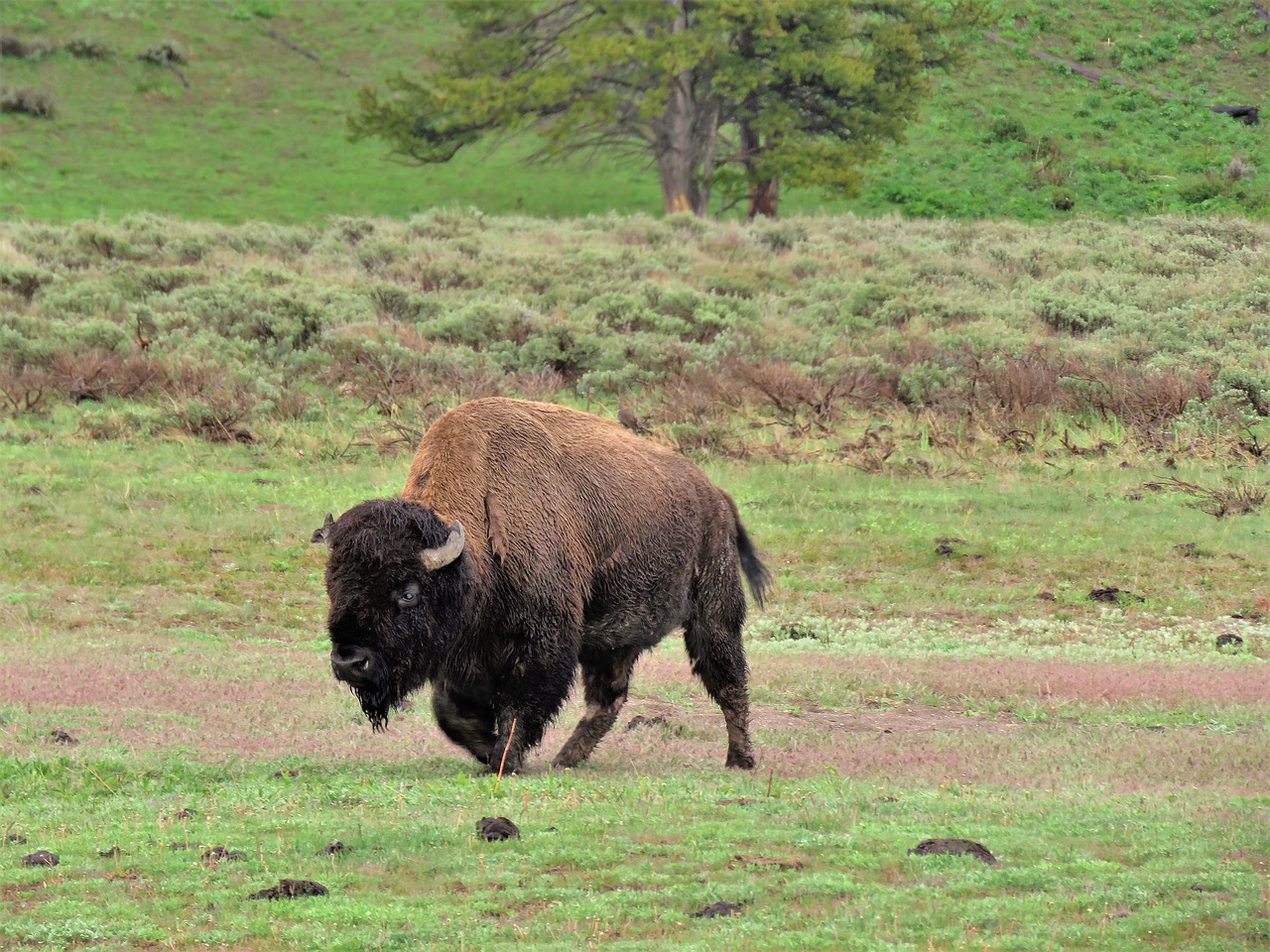 bison  american buffalo  wild free photo