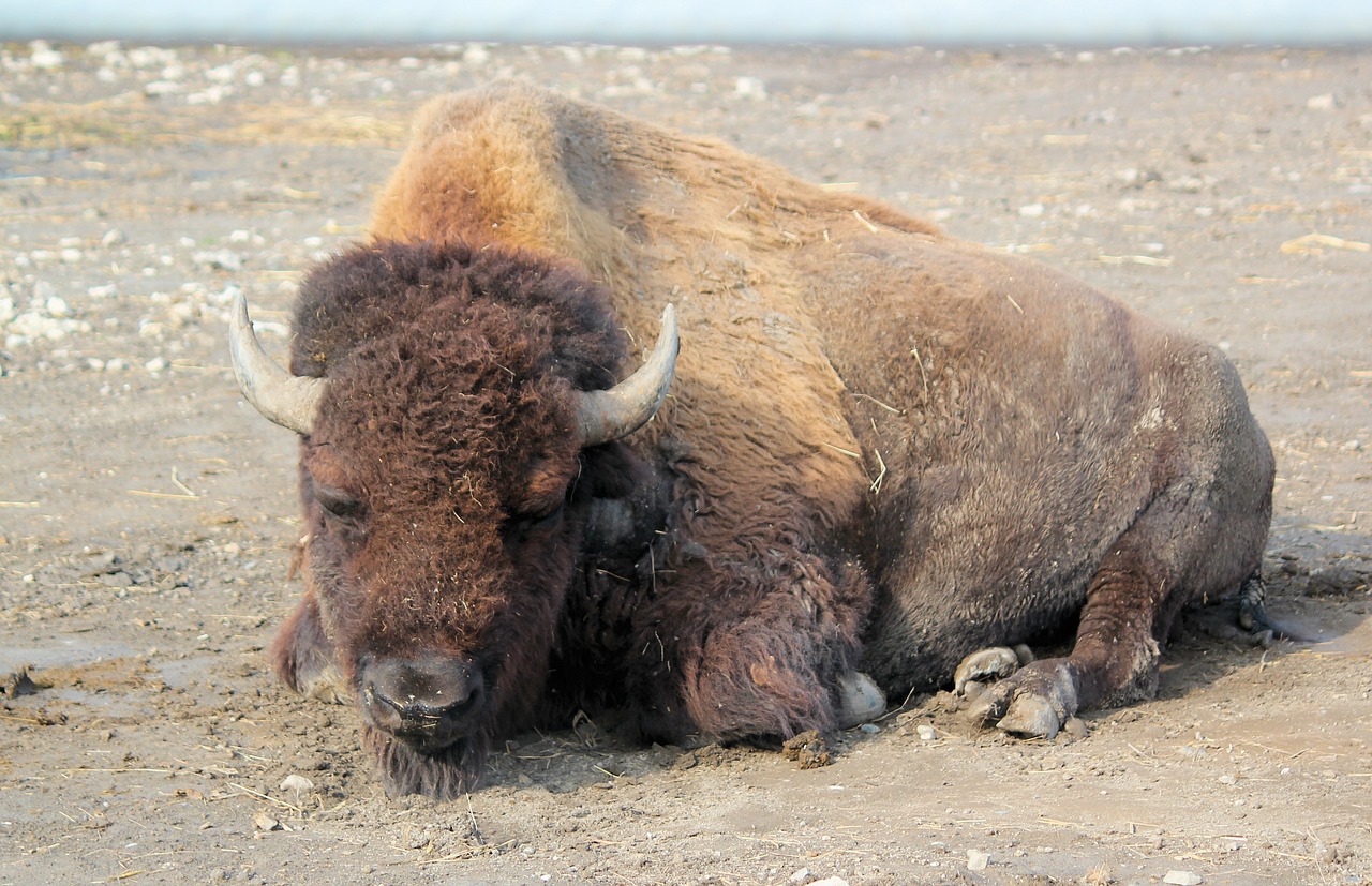 bison  buffalo  american free photo