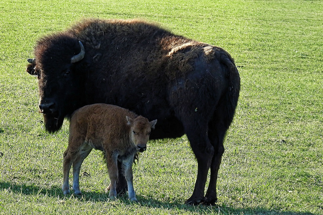 bison  calf  buffalo free photo