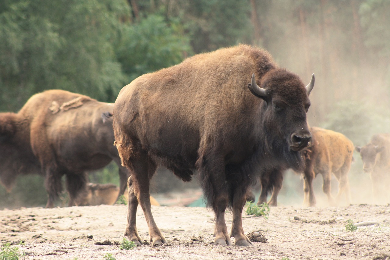 bison  buffalo  flock free photo