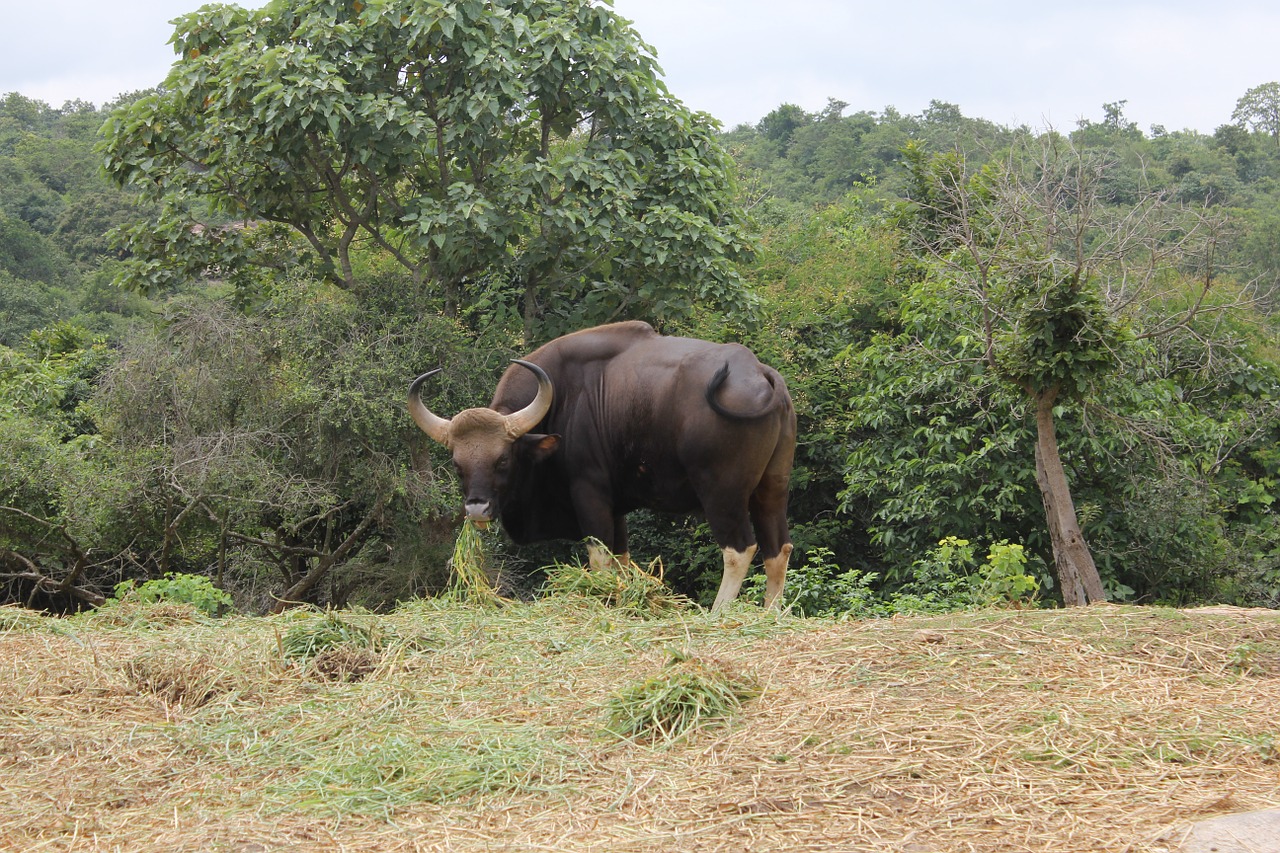 bison wild animal free photo