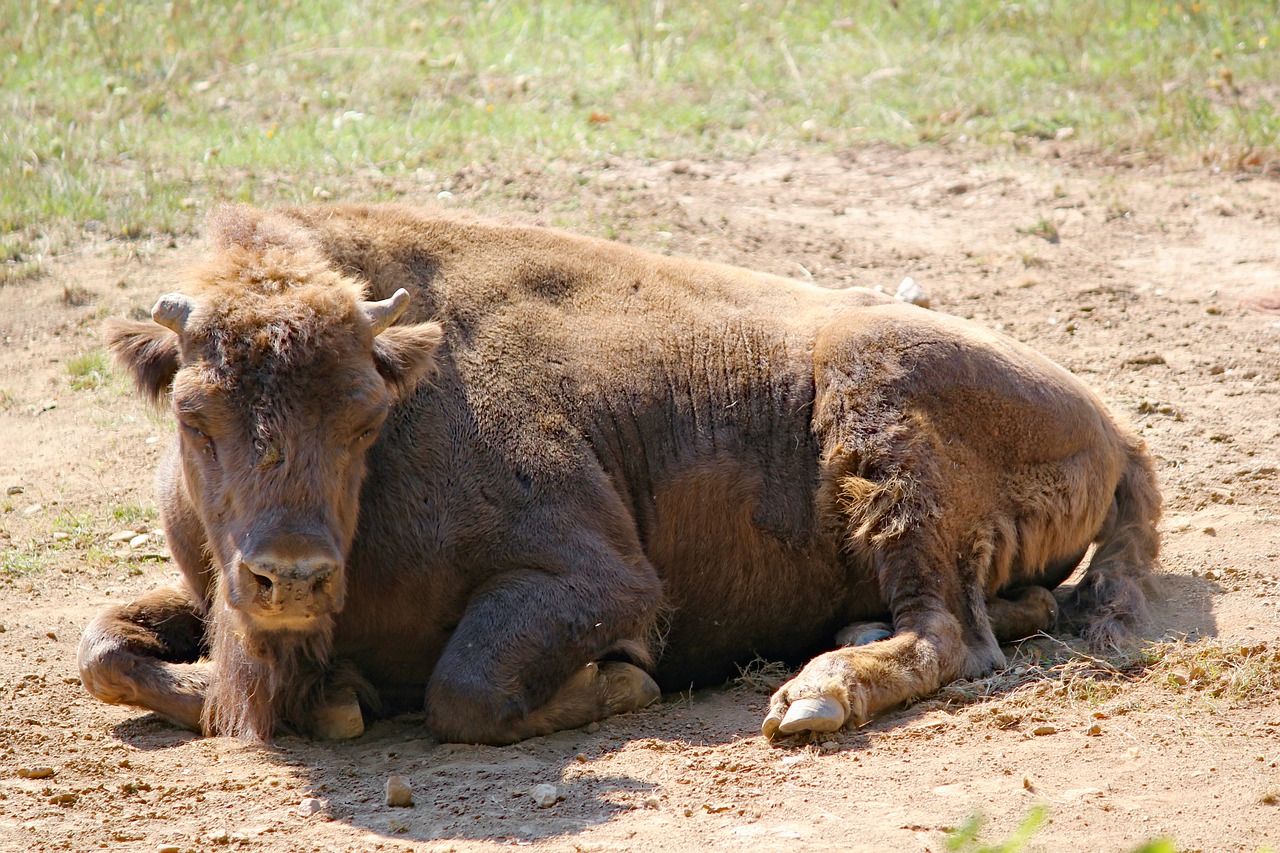 bison  the european  tur free photo