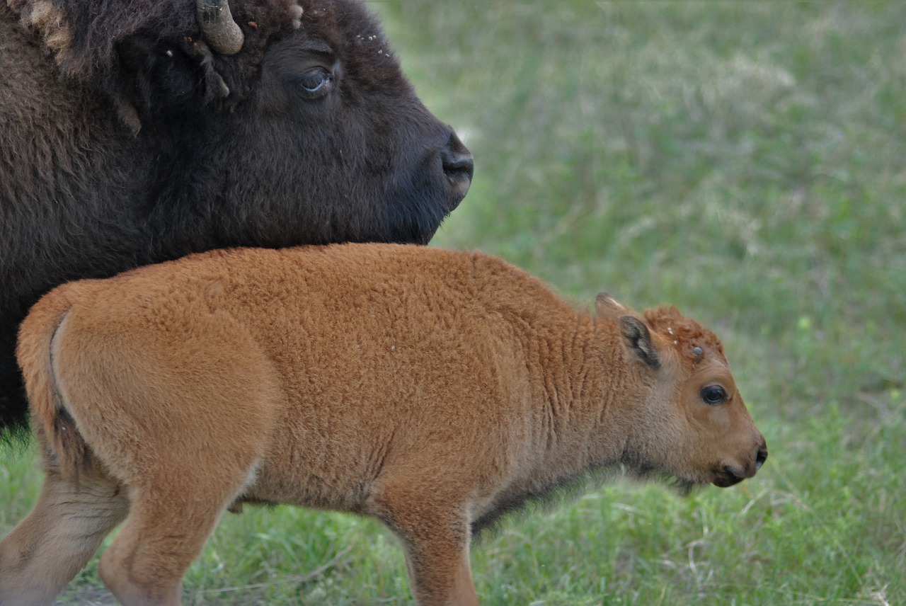 bison  buffalo  young bison free photo