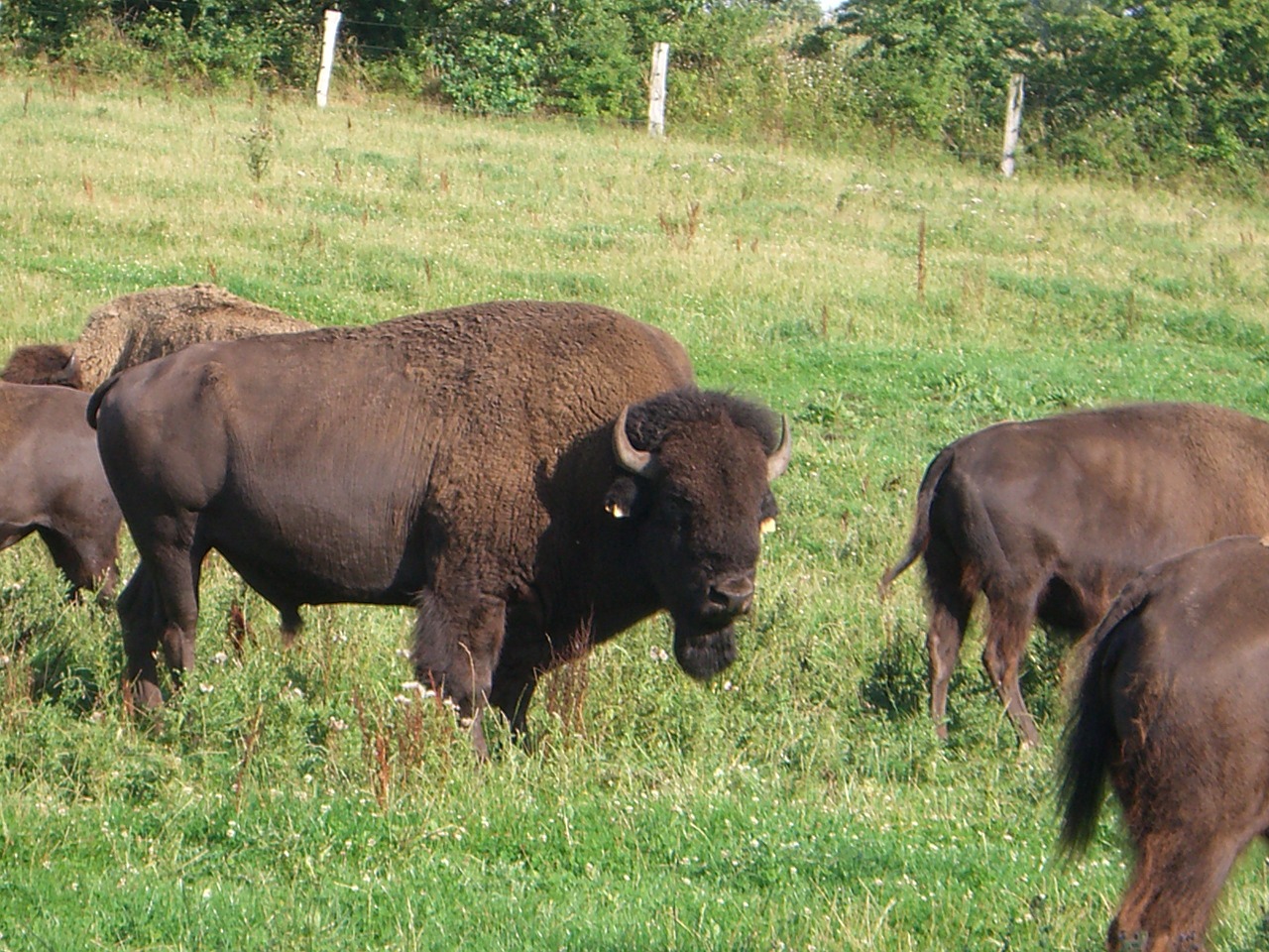 bison flock beef free photo