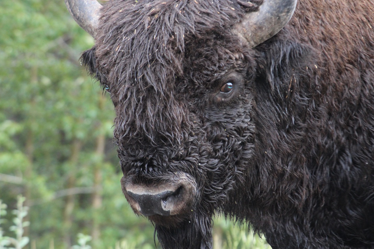bison buffalo cattle free photo