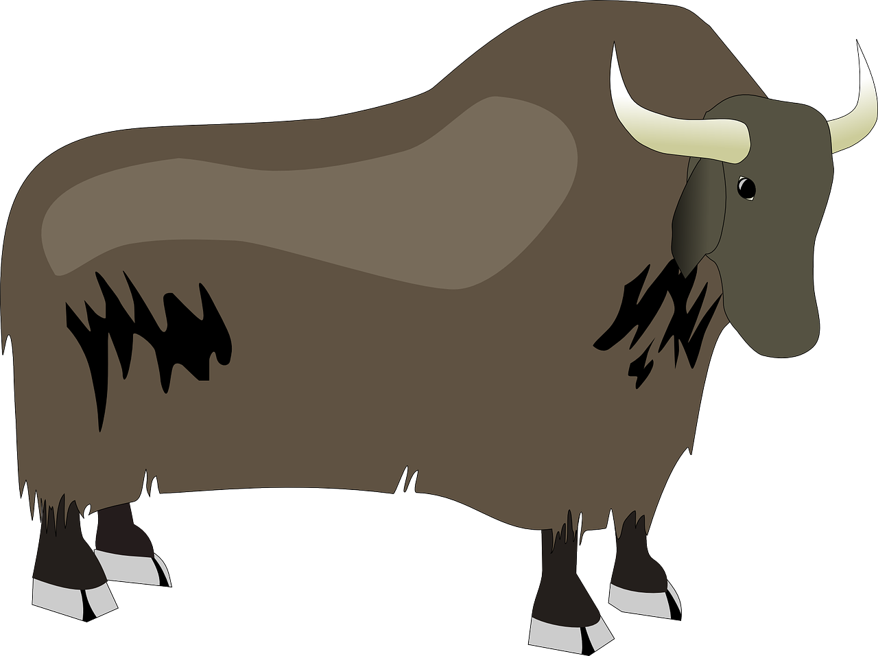bison ox yak free photo