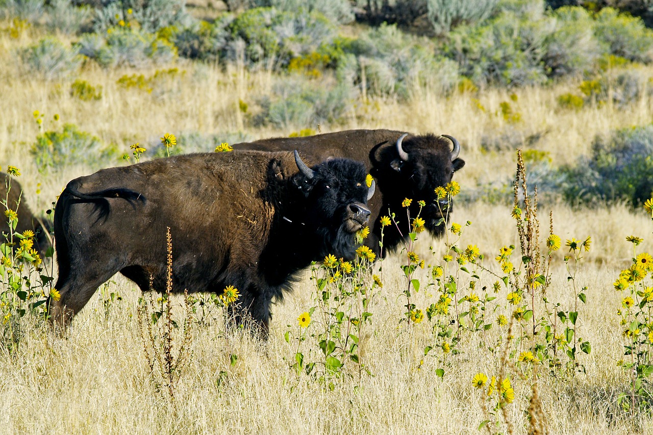 bison wildlife animal free photo