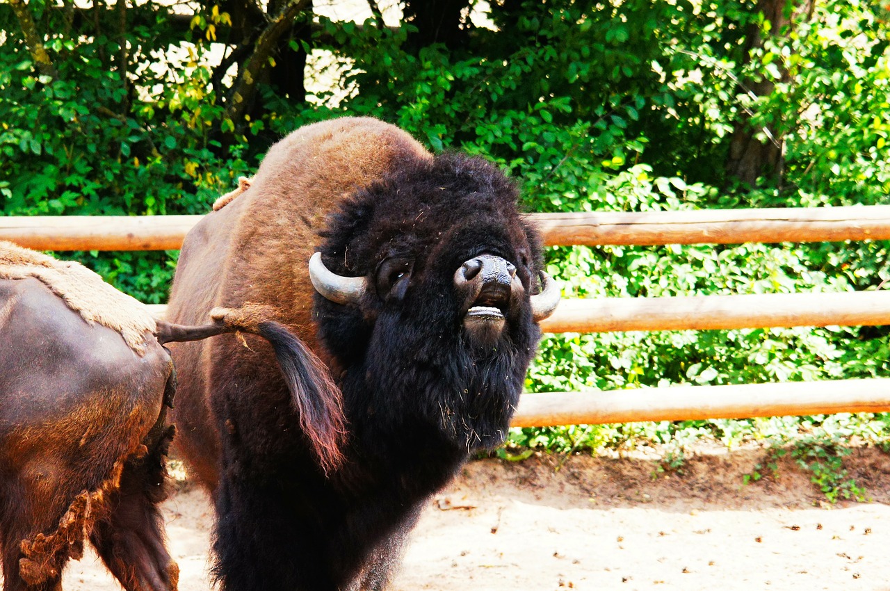 bison animals nature free photo