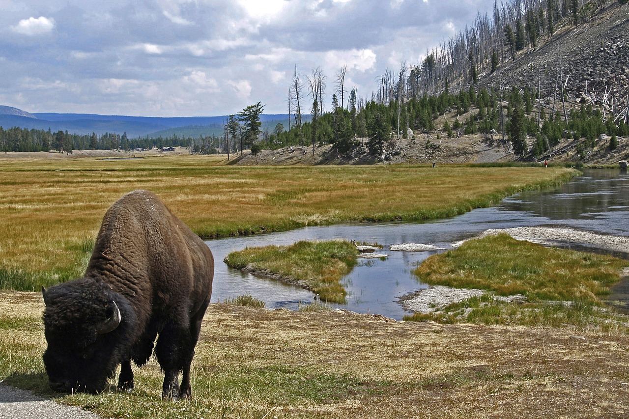 bison graze animal free photo