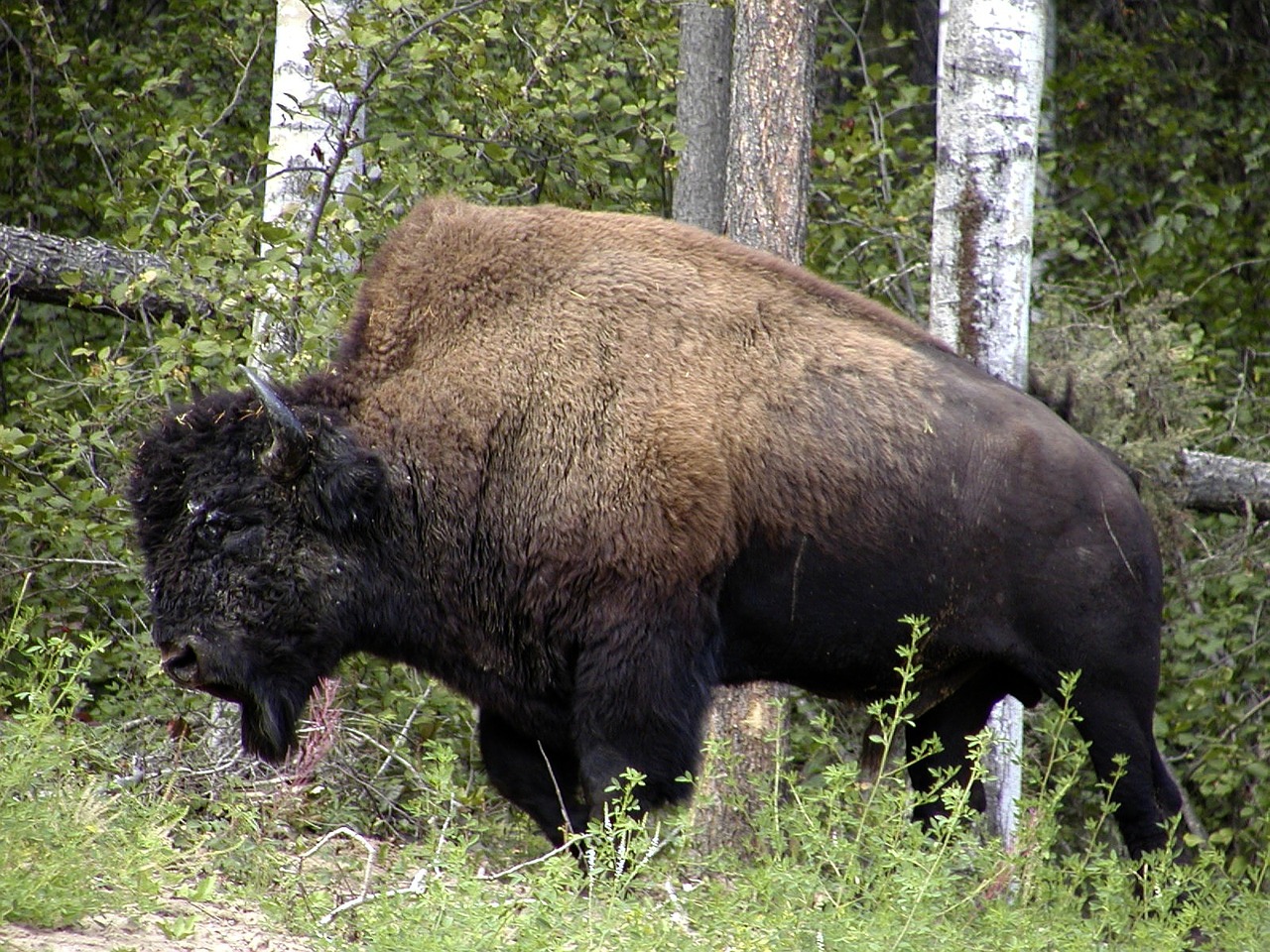 bison animal wild free photo