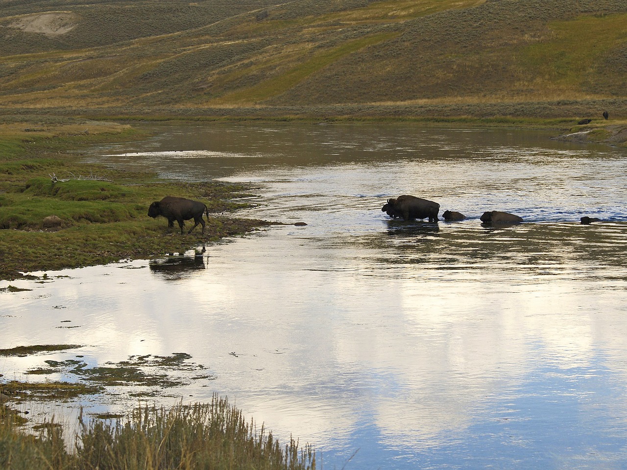 bison herd wandering free photo