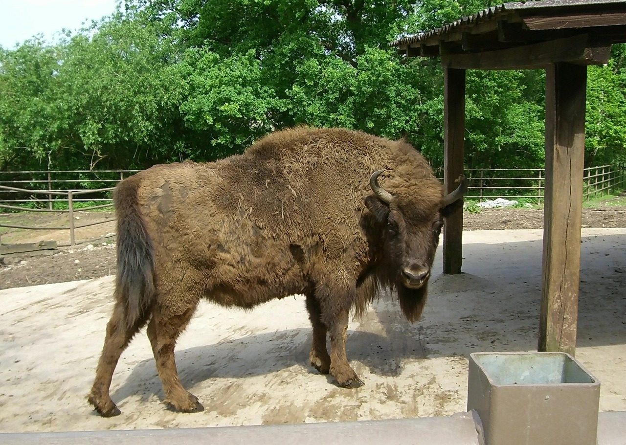 bison prairie mammal free photo
