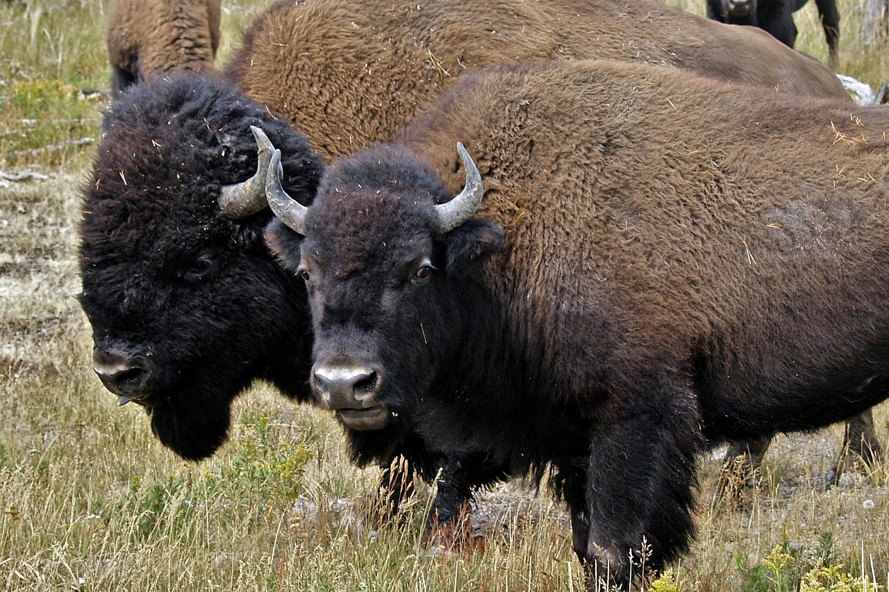bison head animal free photo