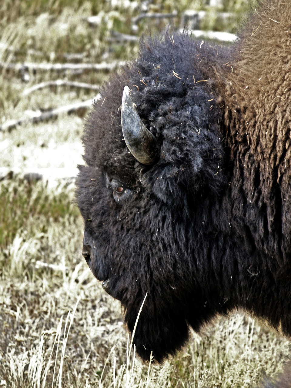 bison head animal free photo