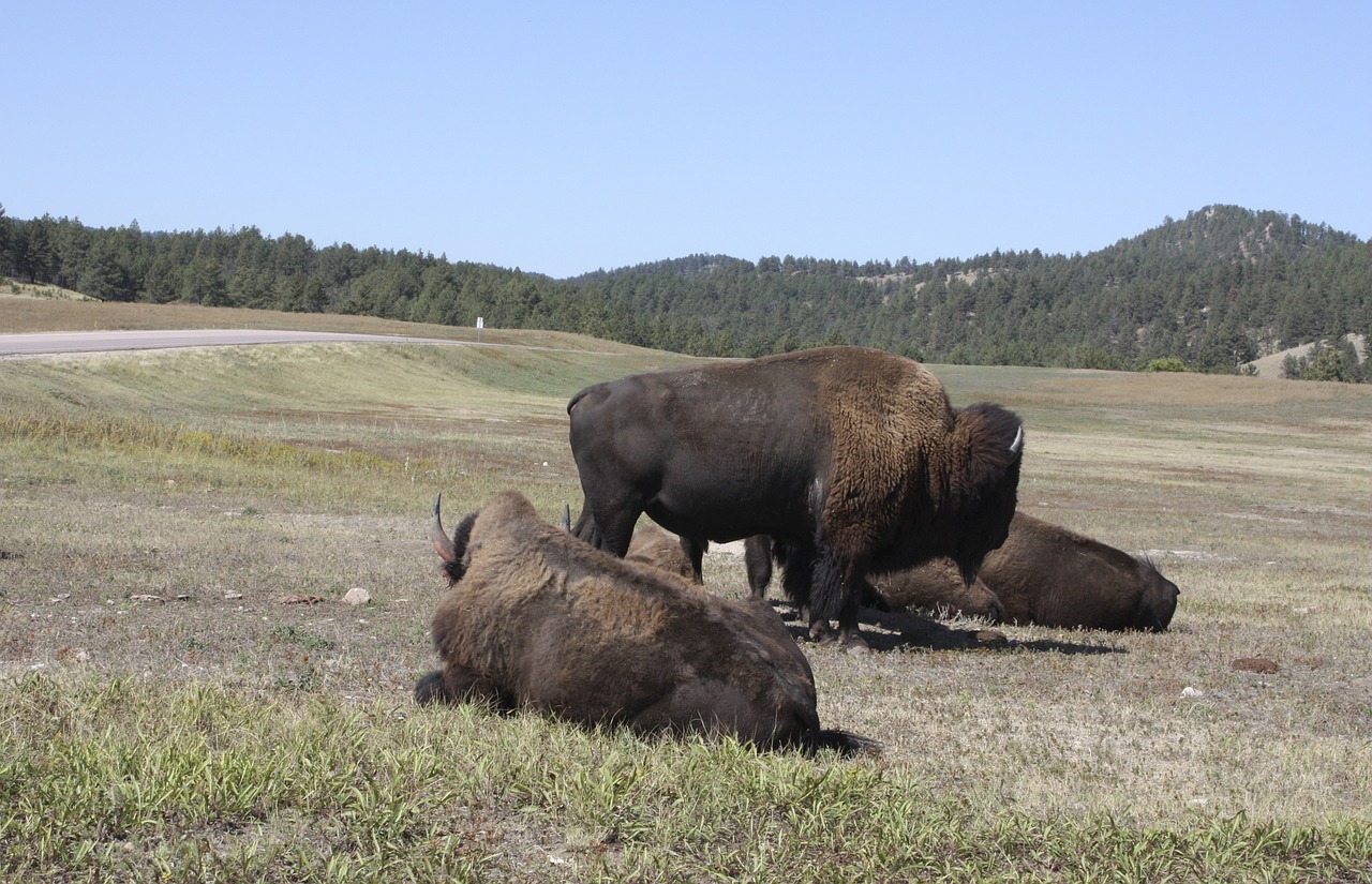 bison prairie wild free photo