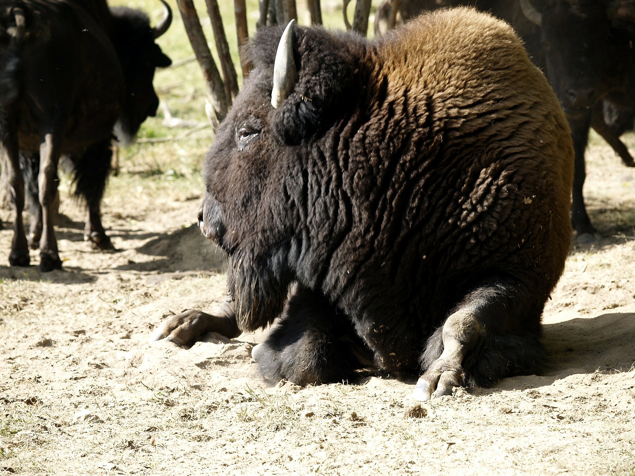 bison animal nature free photo