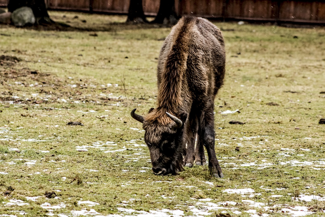 bison demonstration reserve lowland wisent free photo