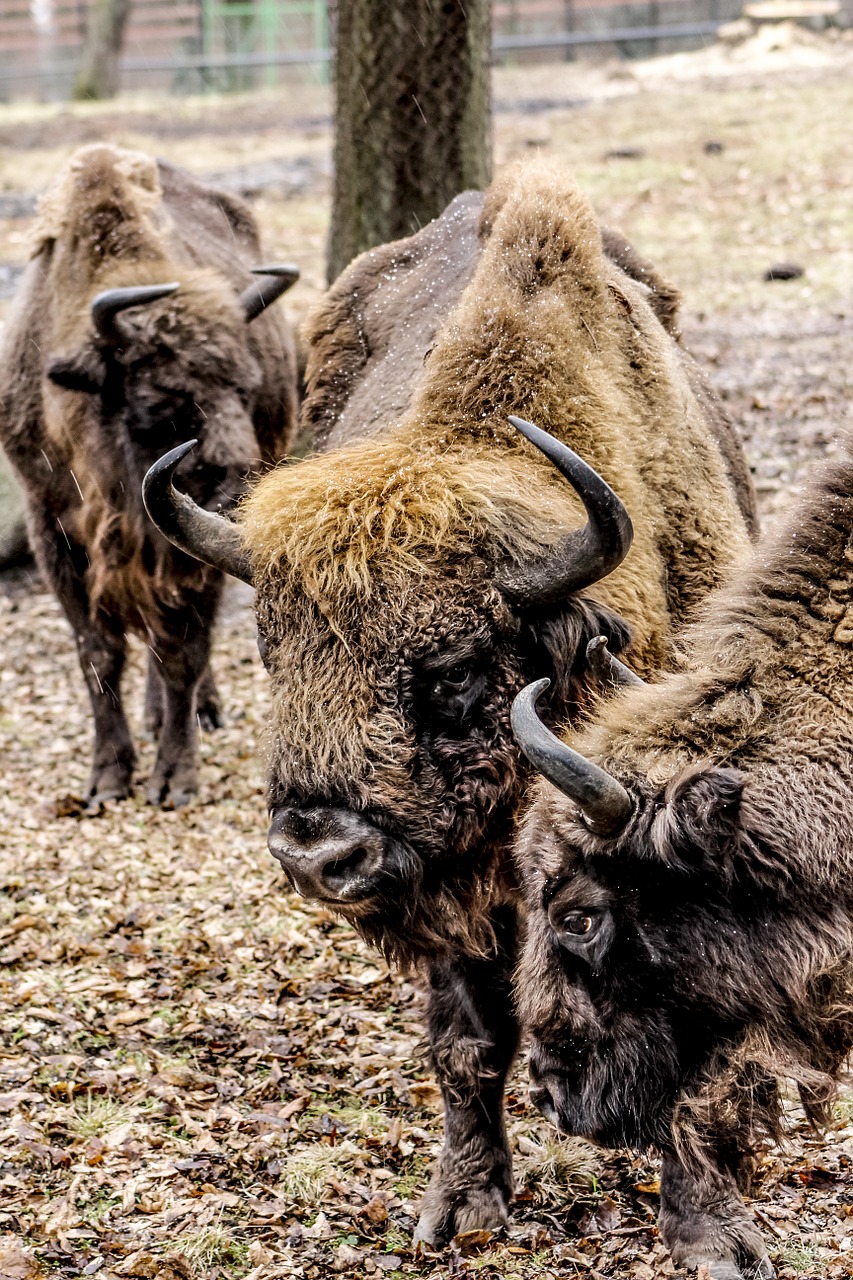 bison demonstration reserve lowland wisent free photo