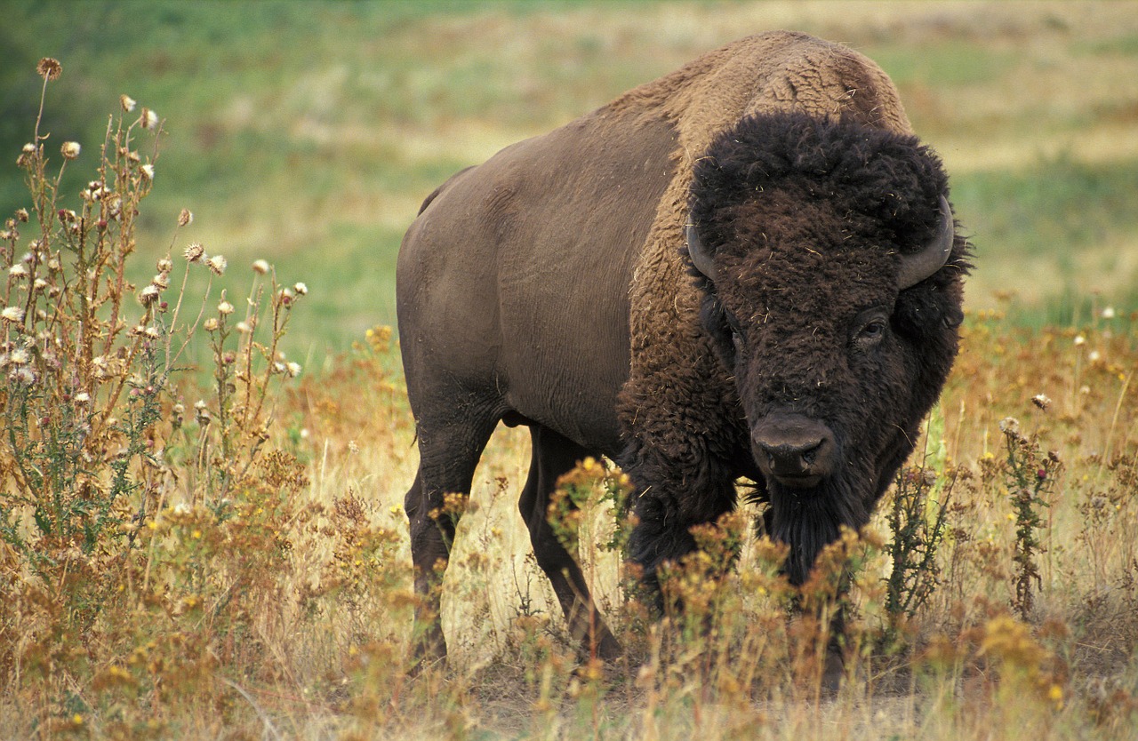 bison usa buffalo free photo