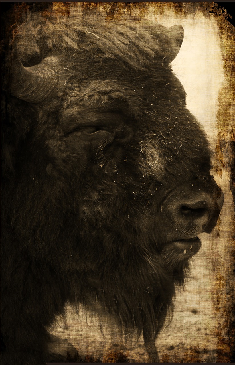 bison africa buffalo free photo