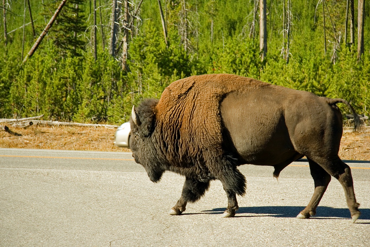 bison animal wildlife free photo