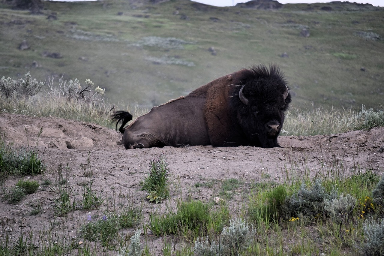 bison yellowstone national park usa free photo