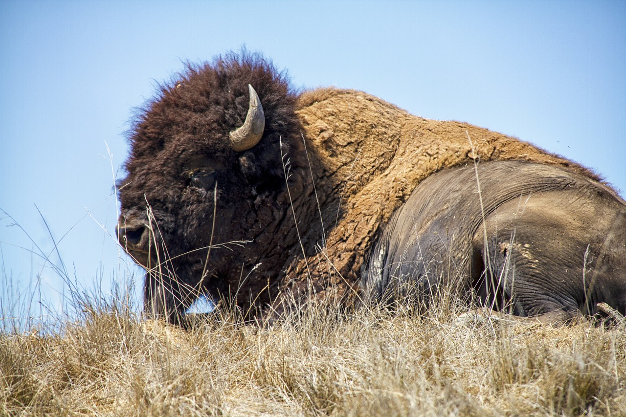 bison buffalo animal free photo