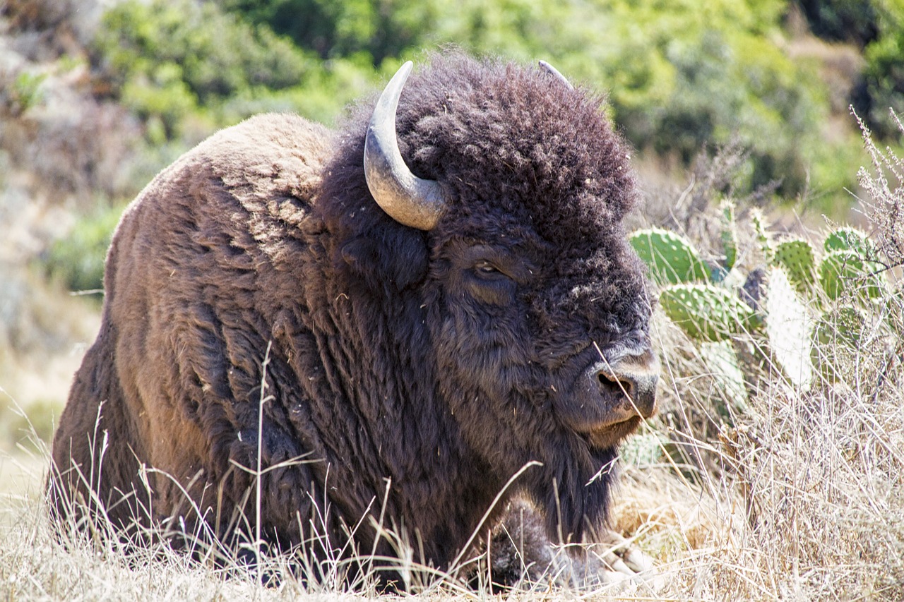 bison buffalo animal free photo