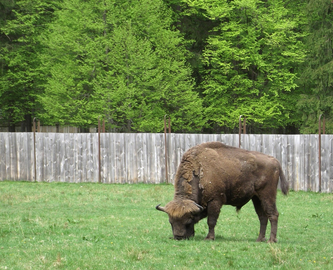 bison nature białowieża free photo