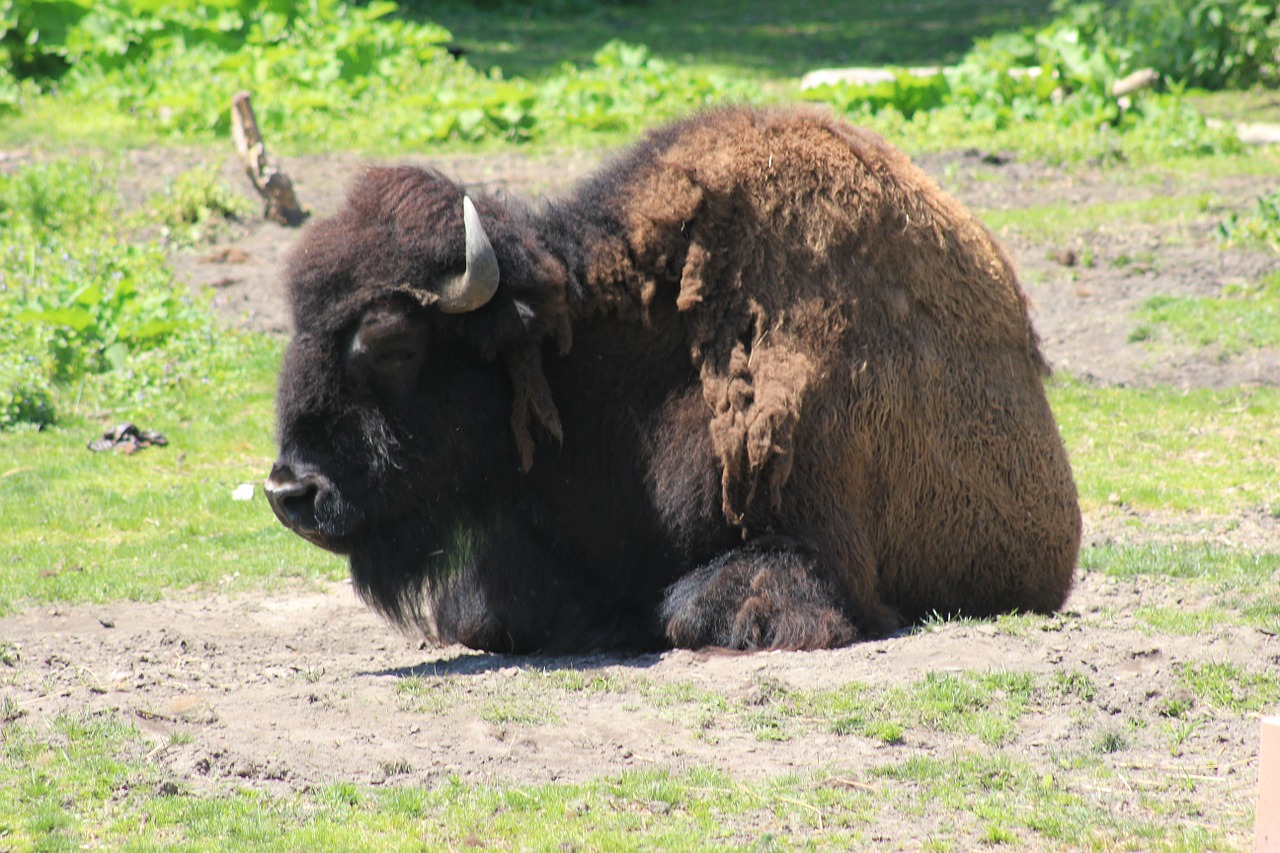 bison zoo wild free photo