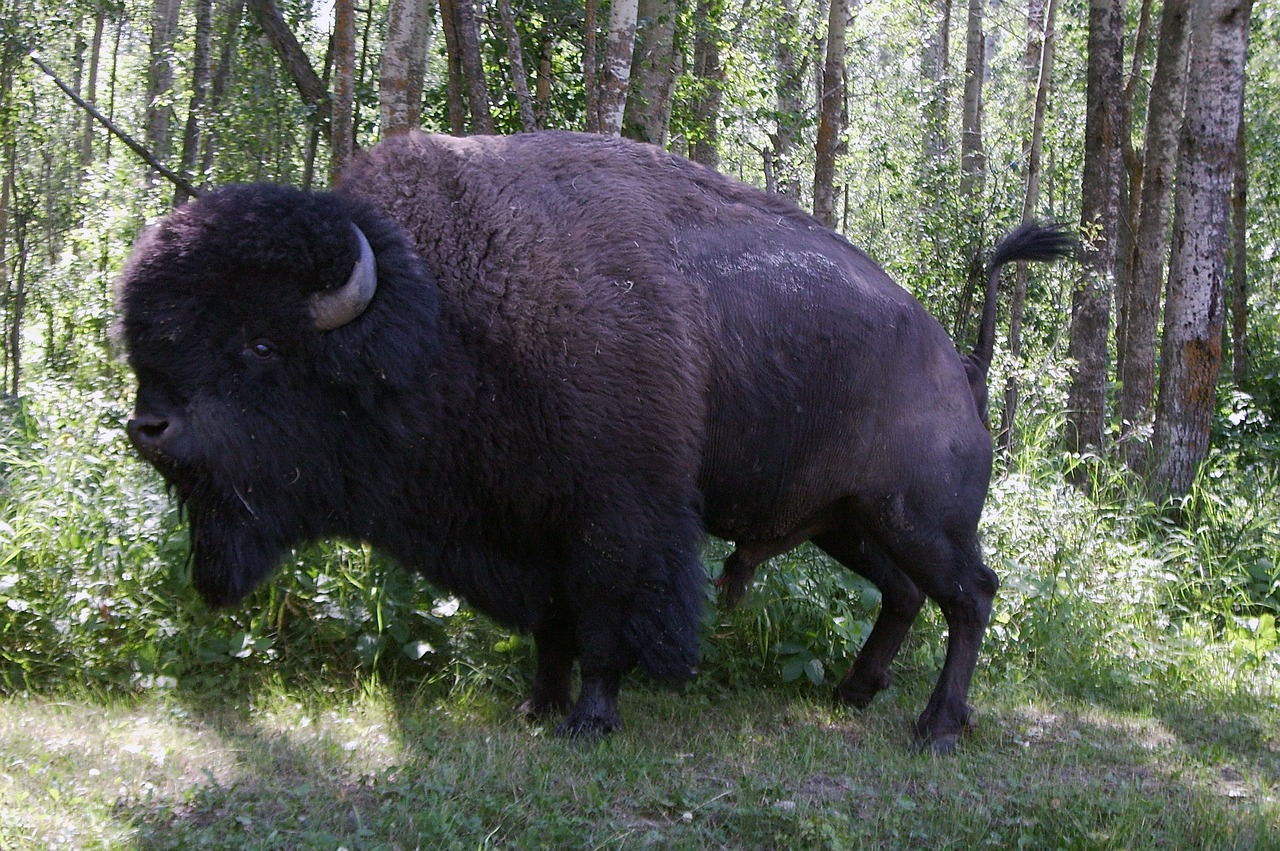 bison buffalo canada free photo
