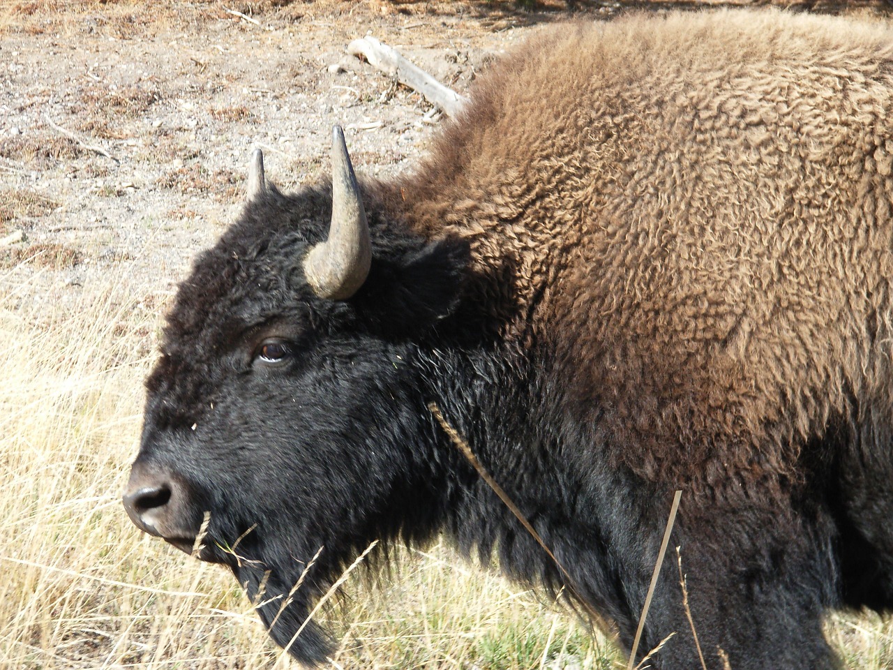 bison wyoming yellowstone national park free photo